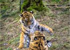 Trevor Unwin - Amur Tiger Cubs at Play.jpg